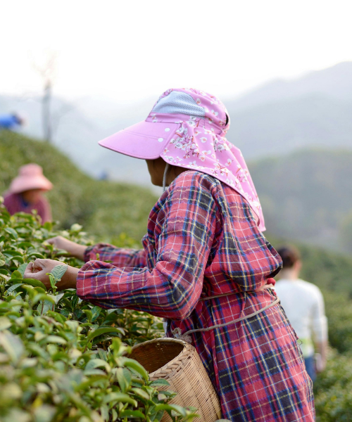 FLC Picture 1